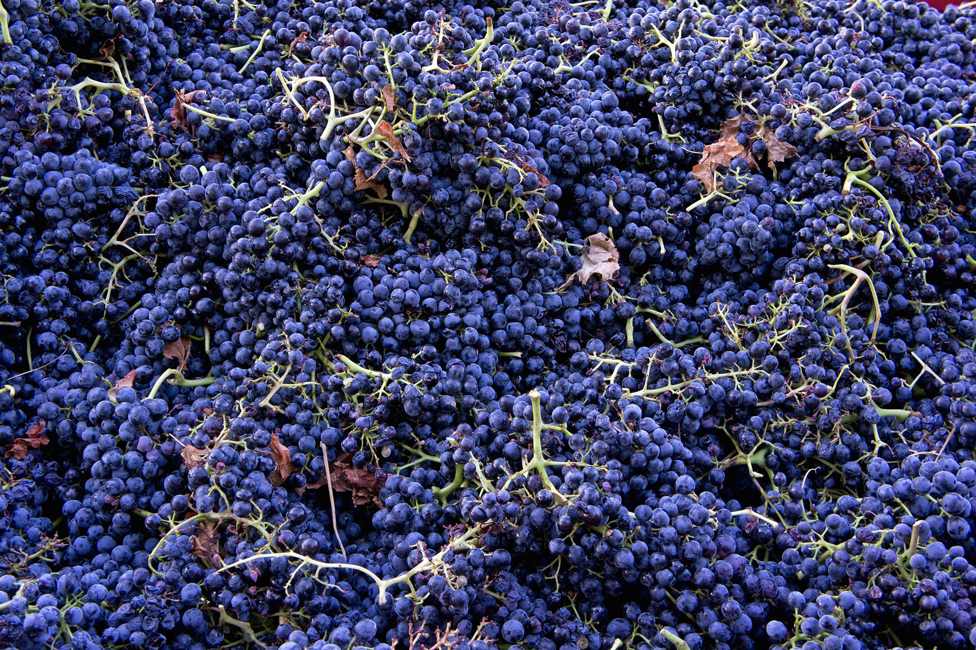 Harvested black grapes